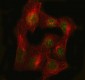 Anti-PCNA Rabbit Monoclonal Antibody